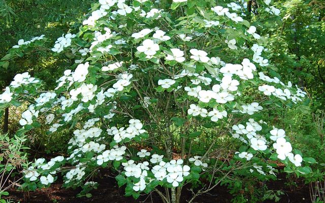 Tree with large white blossoms