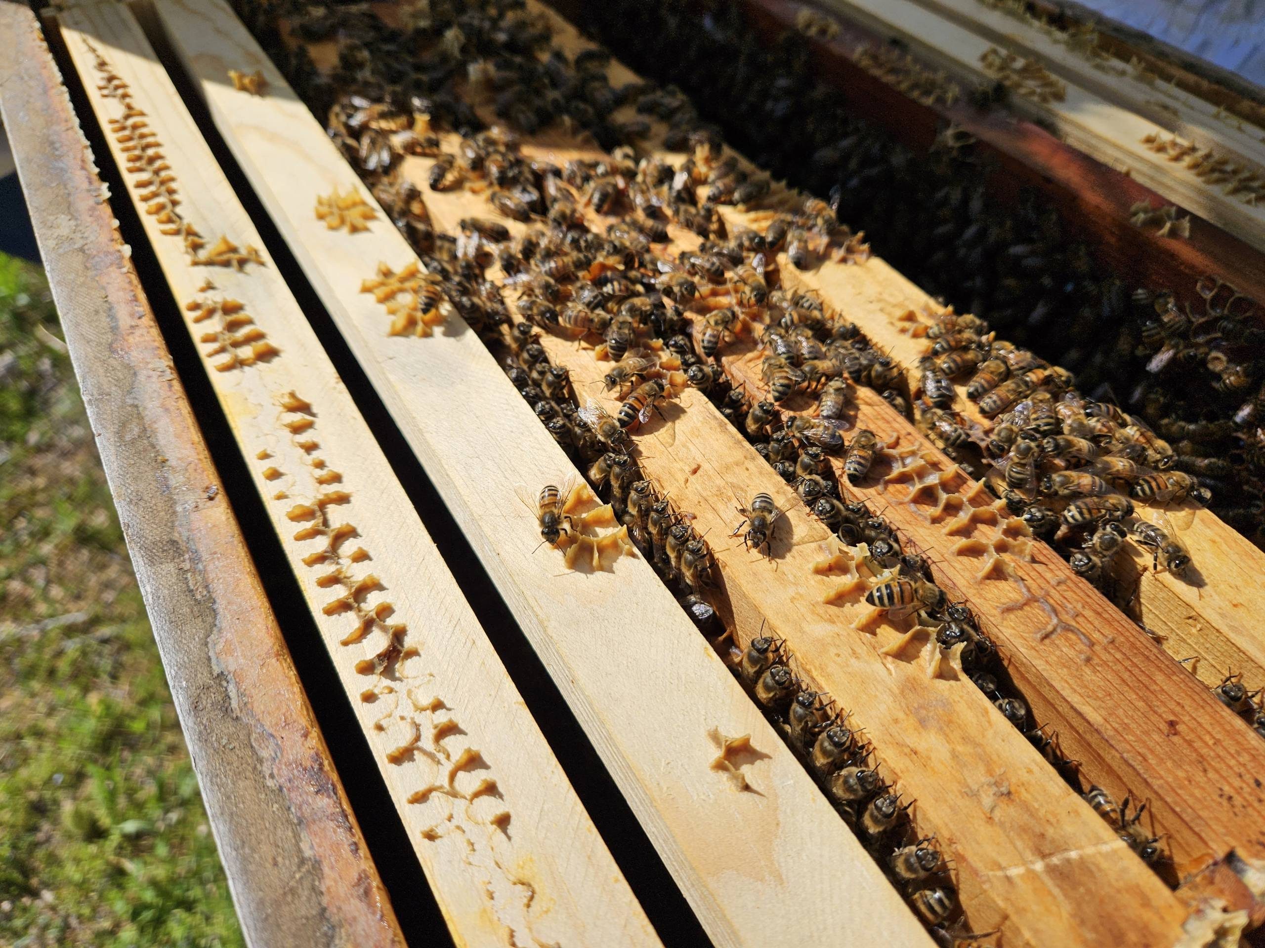 Bees crawling over the wooden slats of an open hive.