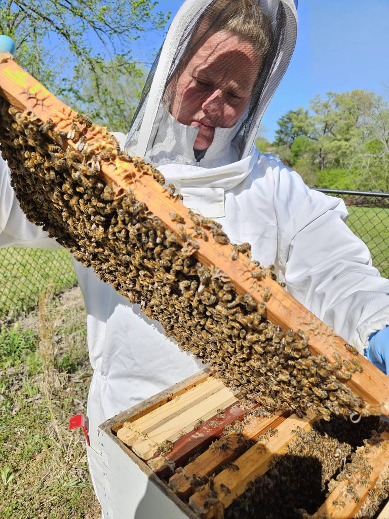 Libby examines a frame for a queen bee.