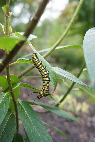 Black, yellow, and white caterpillar on a green leaf among branches in an outdoor setting.