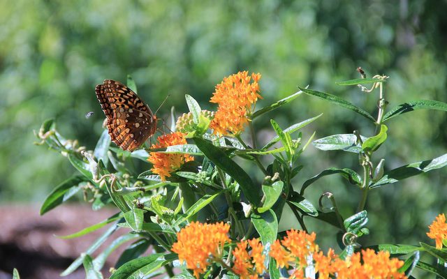 Butterfly sits on cluster of small orange flowers with green leaves