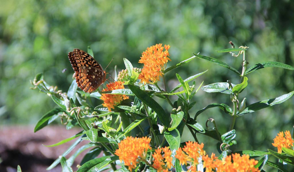 Butterfly sits on cluster of small orange flowers with green leaves