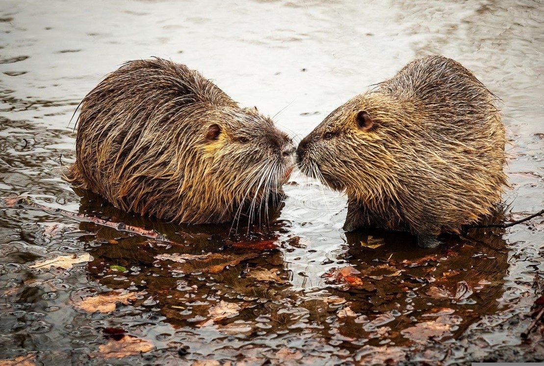 two beavers facing each other with noses touching on the bank of a body of water with leaves around them