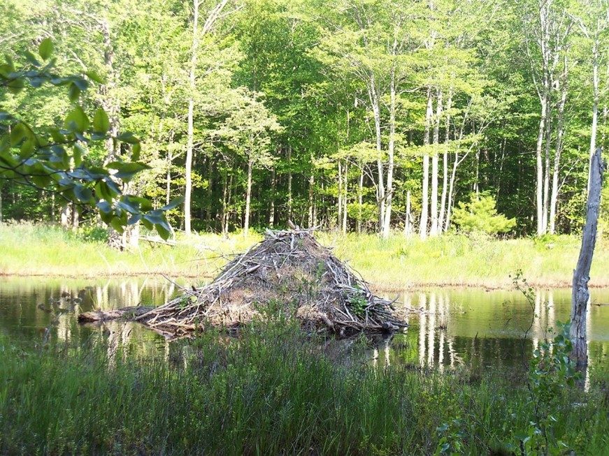 a beaver lodge built up like a hill sitting in the middle of a river with trees in the background