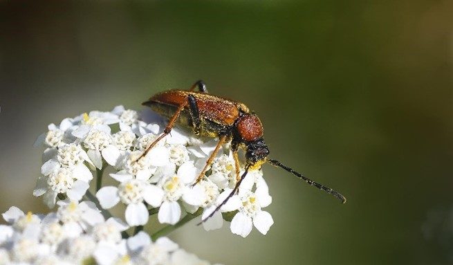 a beetle sits on a clump of white flowers
