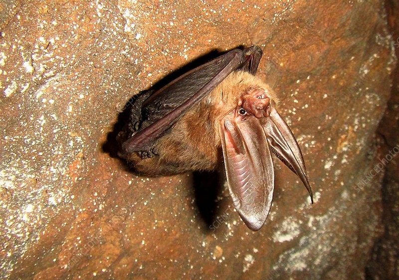 an ozark big-eared bat hanging upside down on a cave wall