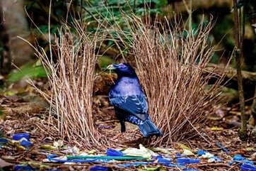 a royal blue and black bowerbird with a yellow beak stands proudly in his vertical nest of twigs with blue and yellow items scattered on the forest floor in front of him