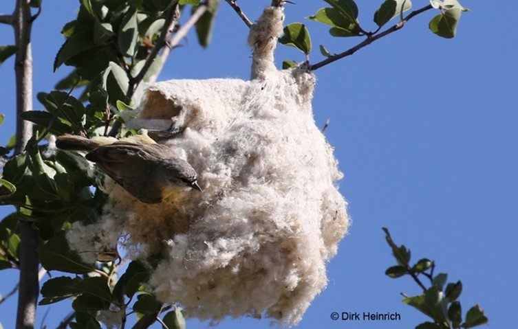 a tit bird perches outside of a white, cotton-like nest with a false entrance made in a tall tree