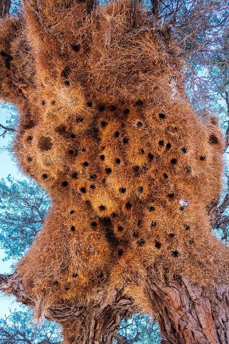 a brown, bushy cluster of bird nests with multiple holes for openings made on a tall tree by sociable weaver birds