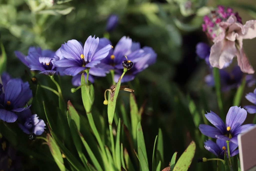 Blue-eyed grass with blue-purple blooms