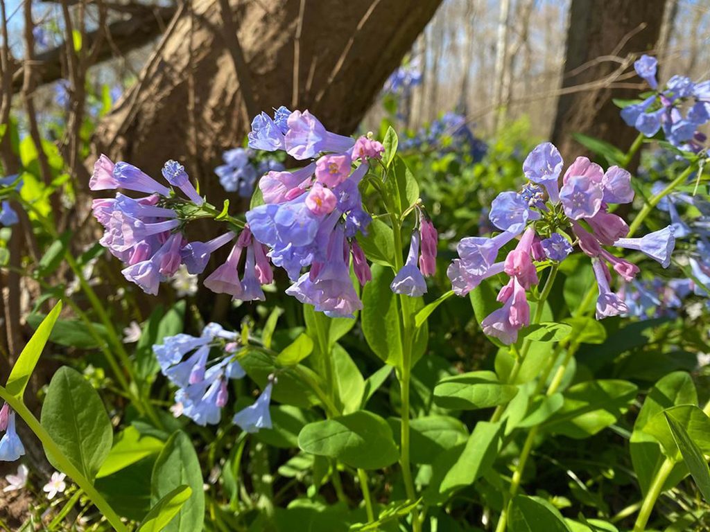 Virginia bluebells with blue and purple blooms