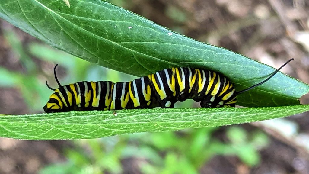 a yellow, black, and white-striped monarch caterpillar sits under the shade of a green leaf