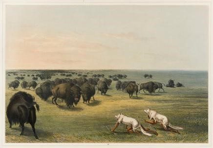 a hand-colored lithograph depicting an open prairie and a pair of native americans disguised as white wolves in costume and on all fours closing in on a herd of black buffalo