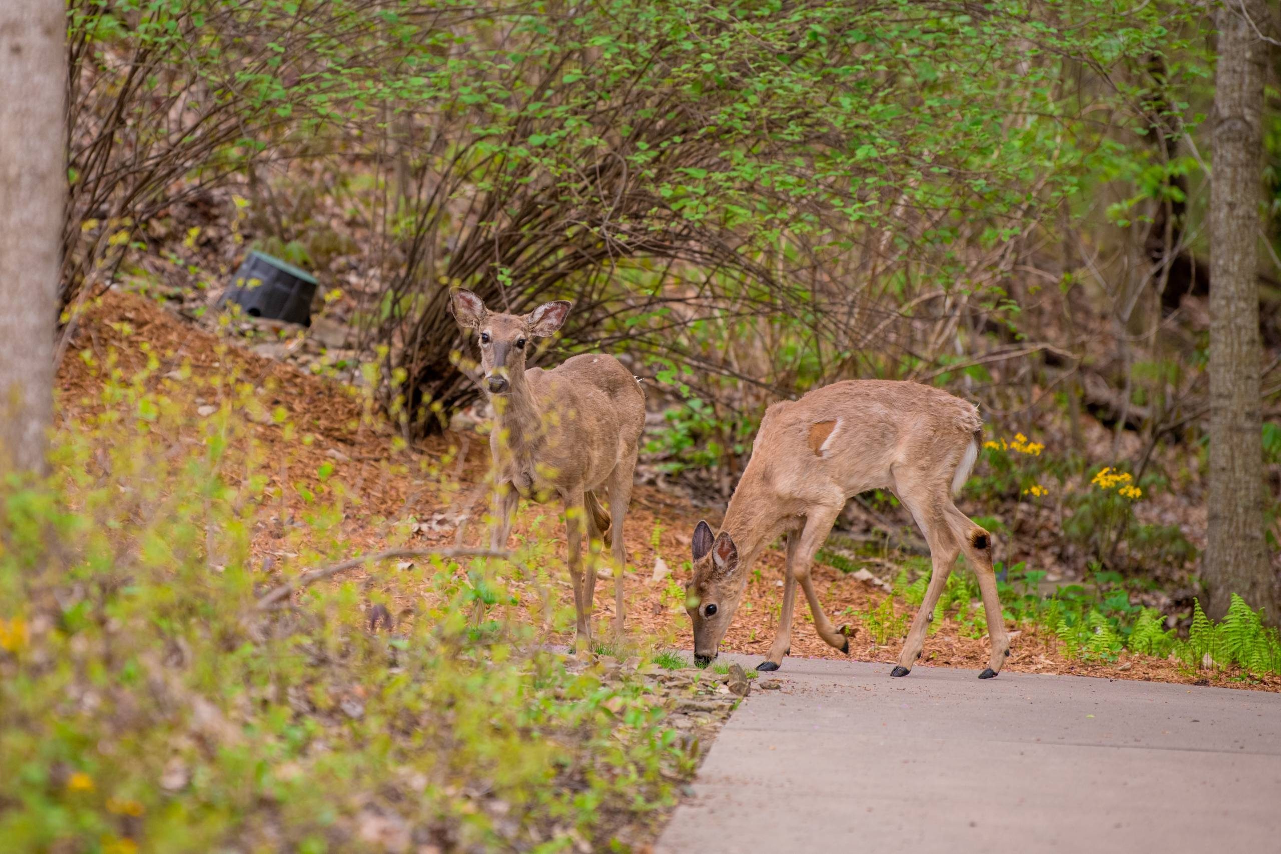 Deer on the museum grounds, eating grass alongside a sidewalk