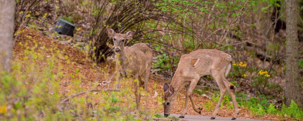 Deer on the museum grounds, eating grass alongside a sidewalk