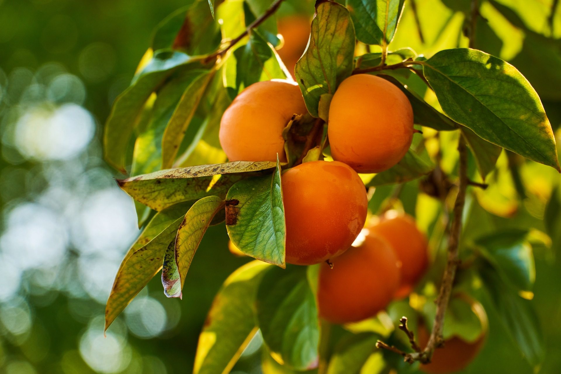 persimmons on a branch