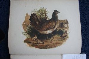 The Hen. The Child's Illustrated Book of Natural History. 