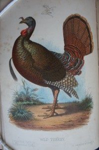 Wild Turkey. Prang's Natural History Series for Children. 1878.