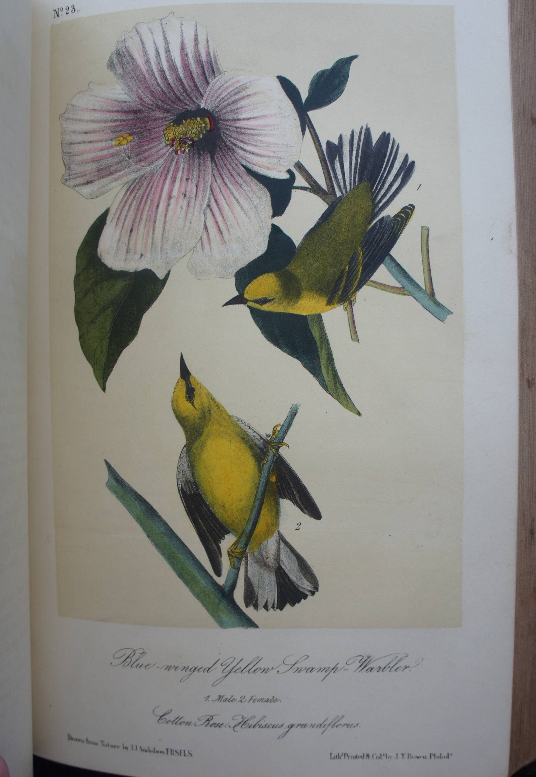 Two yellow birds with blue-tipped wings on branches under a pink hibiscus flower.