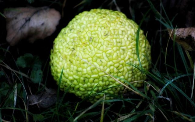 Bright green, rough-textured fruit or seed pod on the ground surrounded by grass and fallen leaves