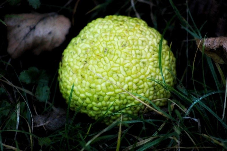 Bright green, rough-textured fruit or seed pod on the ground surrounded by grass and fallen leaves