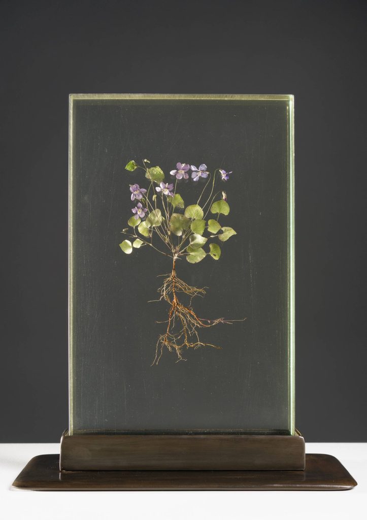 Preserved plant with roots, stems, leaves, and purple flowers encased in a clear block on dark base.