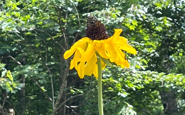 Yellow flower with drooping petals on a green foliage background.