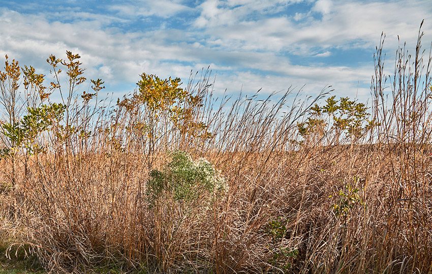 Small swath of Arkansas’s vast Grand Prairie grasslands, near Gillett (Arkansas County