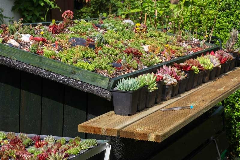 a side-angle of a shelf filled with plants and succulents in various shades of green and red