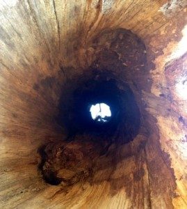 Interior of a hollow tree showing a textured, natural wooden tunnel with light at the end.