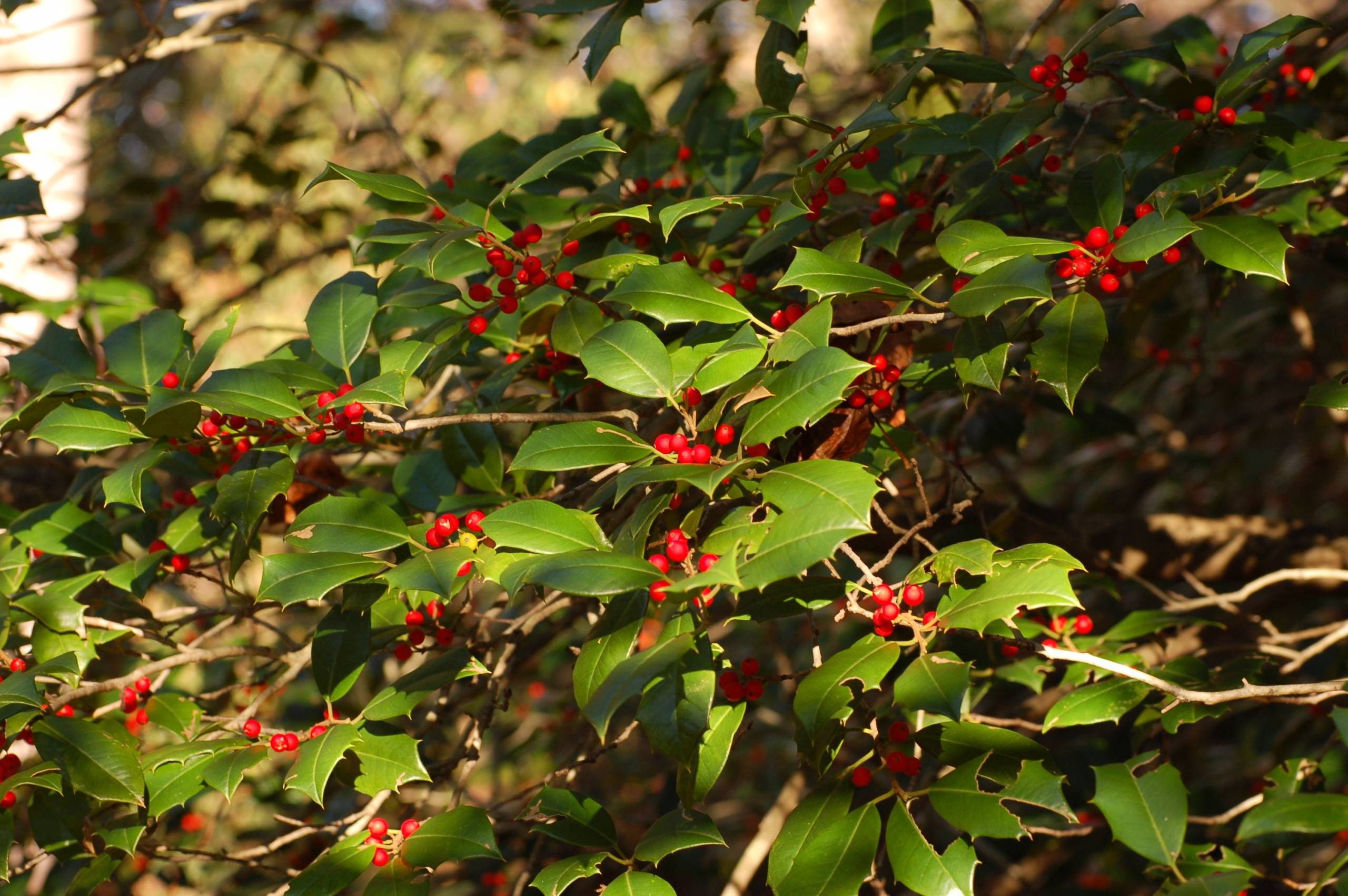 Holly bush with green leaves and red berries in an outdoor setting.