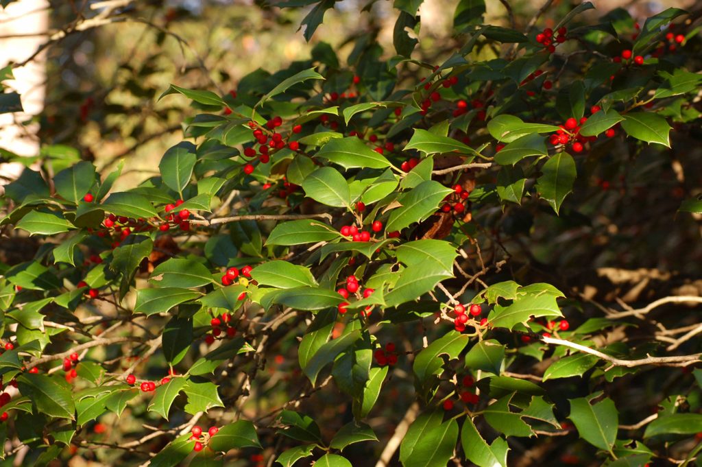 Holly bush with green leaves and red berries in an outdoor setting.
