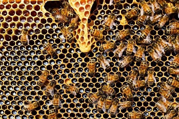 a close-up photograph of honeybees moving around a honey-filled comb