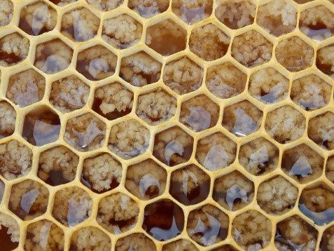 a close-up photograph of a hexagonal honeycomb structure with honey filling each hole