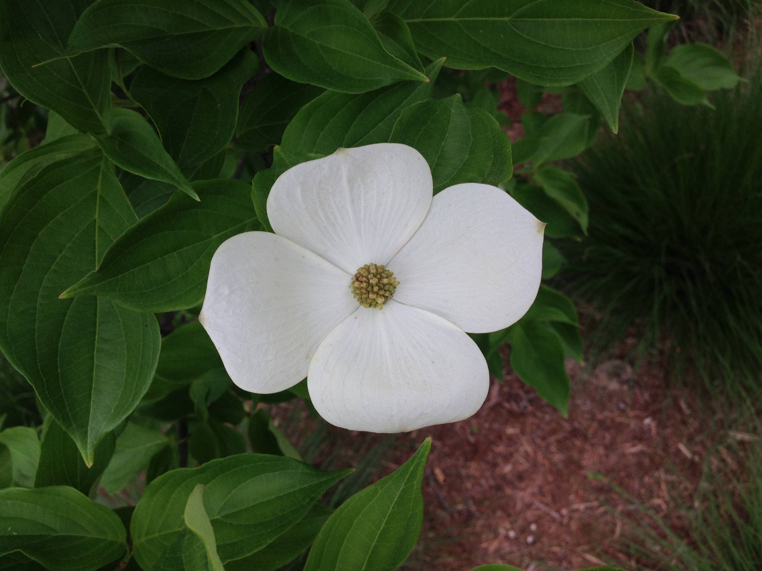 White flower with central stamens and green leaves in a garden setting.