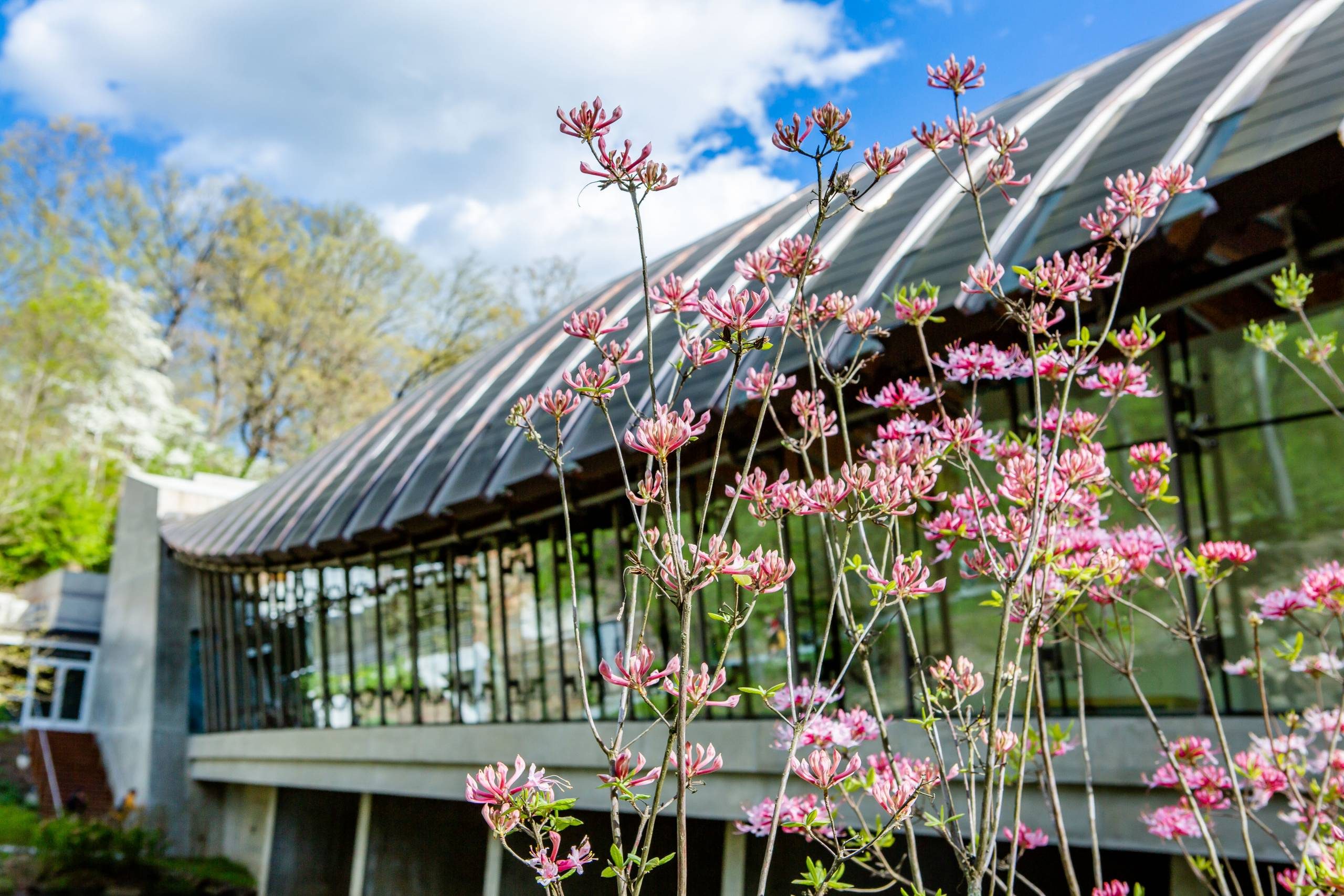 Landscaped garden with pink flowers, modern building, glass windows, curved roof, blue sky.