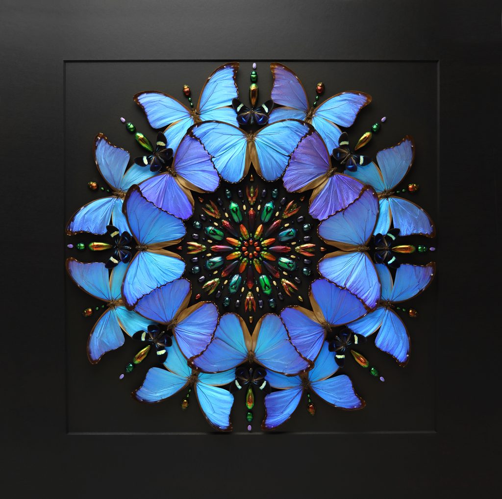 Blue and purple butterflies and iridescent beetles laid out in a circular kaleidoscope pattern