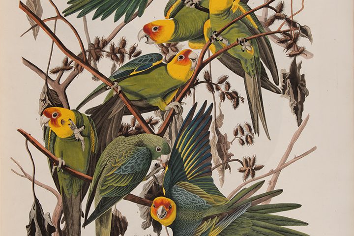 Colorful parrots with green and yellow plumage perched on branches with sparse foliage.