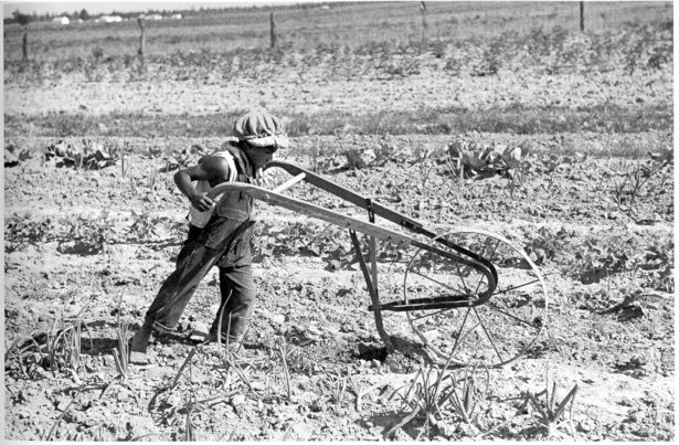 a black and white photograph of a young black boy dressed in a cap and overalls pushing a hand plow in a field