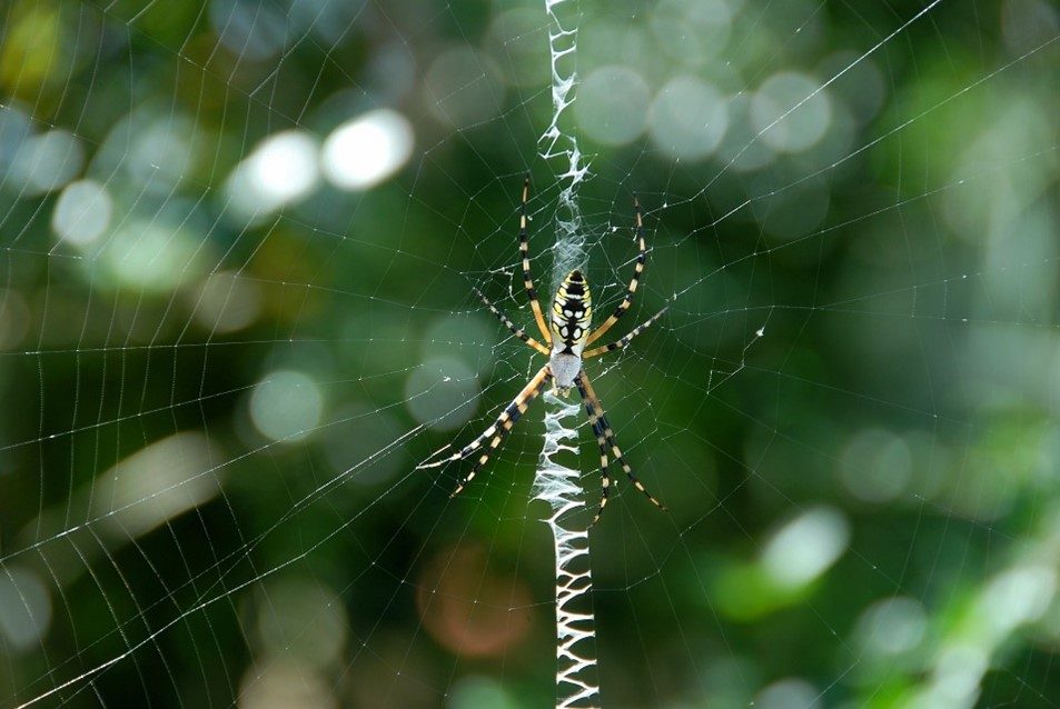 an orange and yellow orb weaver spider with black stripes sits on a web with a strip of zigzag pattern in the middle of the web