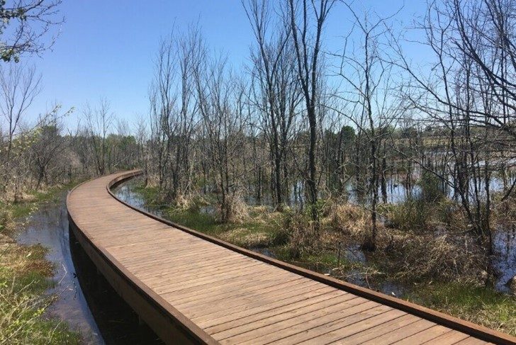 a boardwalk at osage park in Bentonville with wetlands and trees on either side