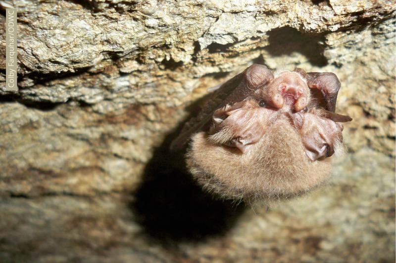 an ozark big-eared bat hanging upside down on a cave wall