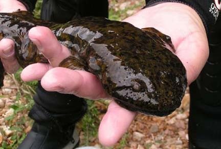 image of a dark brown ozark hellbender salamander