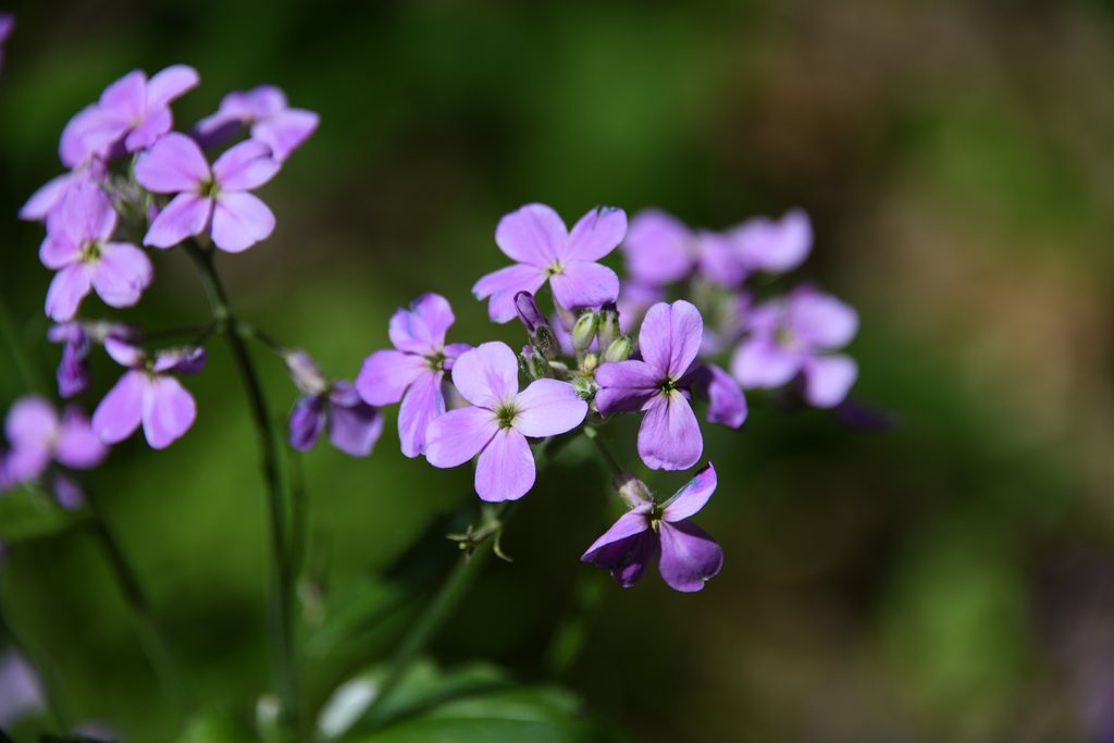 Woodland phlox with purple blooms