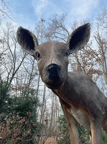 Deer with damage to its snout.