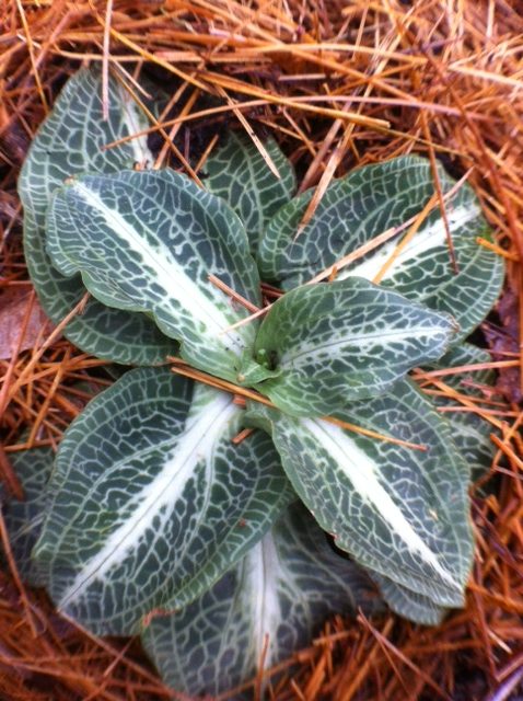 Broad-leaved green plant with white veins among dry pine needles.
