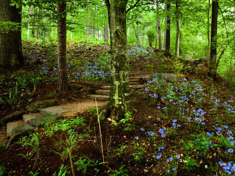 Forest trail with stone steps, tall trees, and small blue flowers in lush greenery.