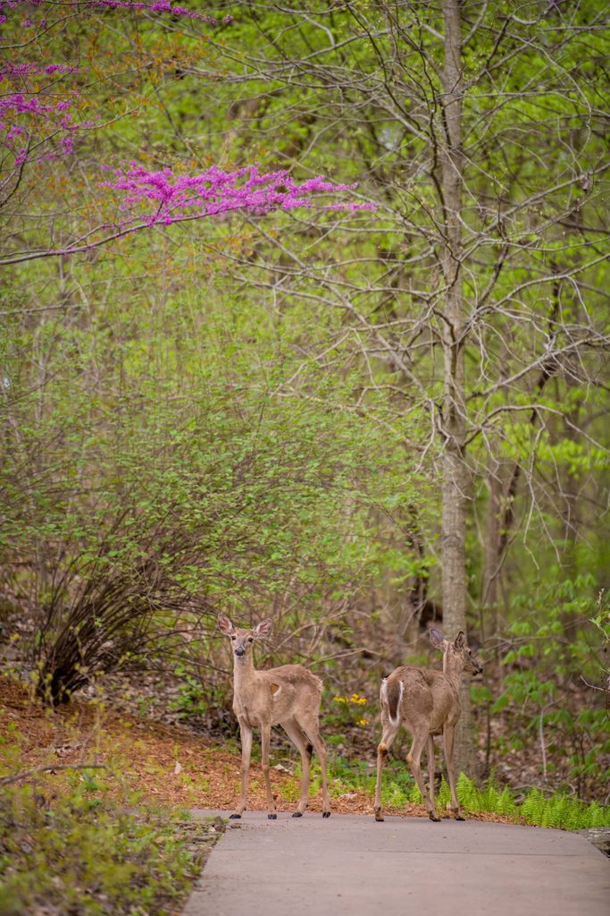 Deer on the trails at Crystal Bridges