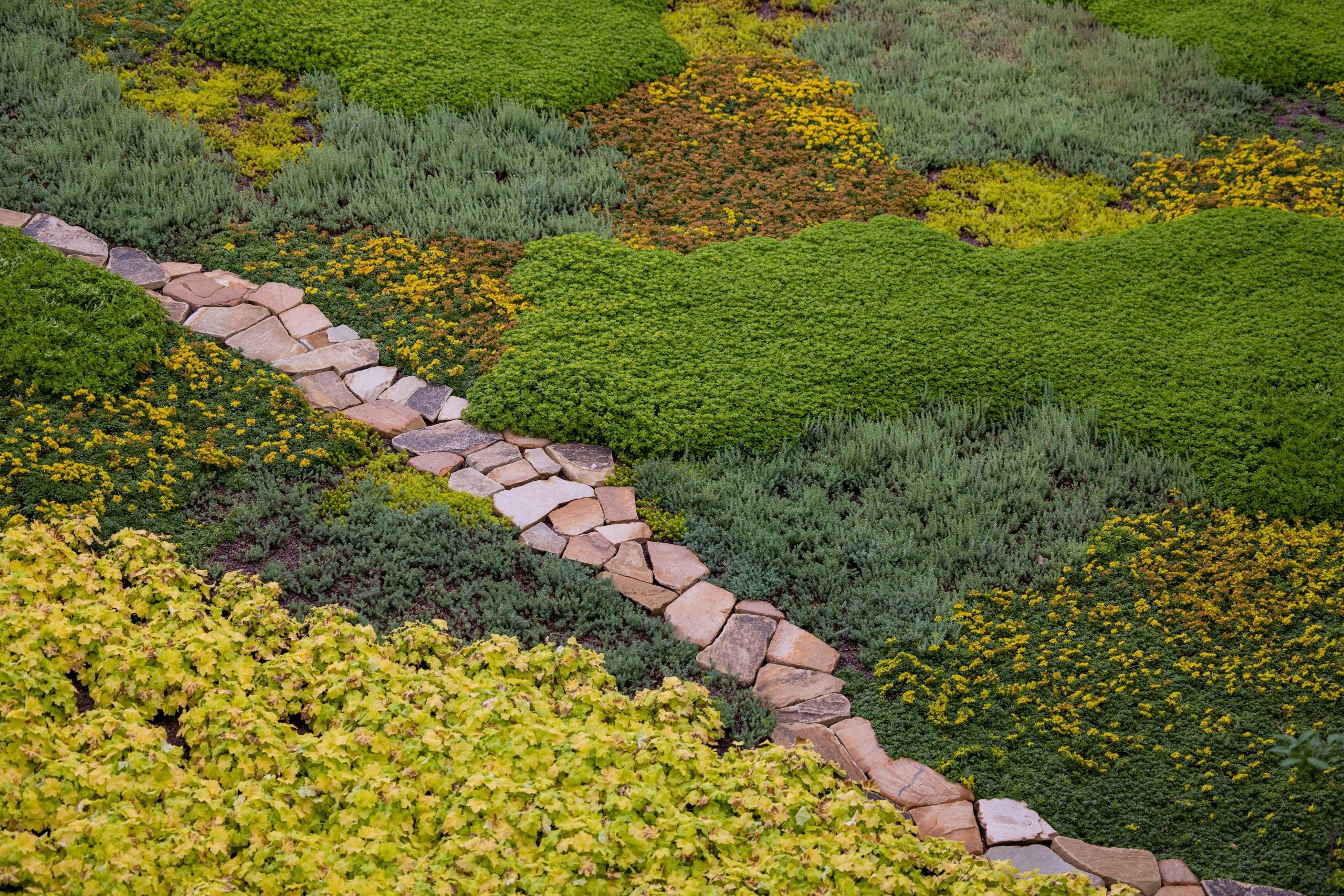 close-up of a green roof with green, brown, and yellow patches of plants and flowers and a rock path cutting through the center