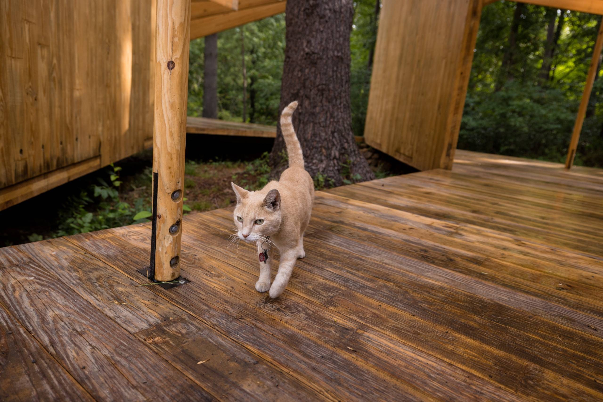 an orange and white cat pounces inside an architecture structure